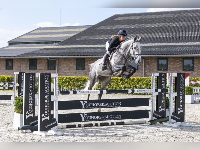 KWPN Gelding 5 years 16.2 hh  in Waddinxveen