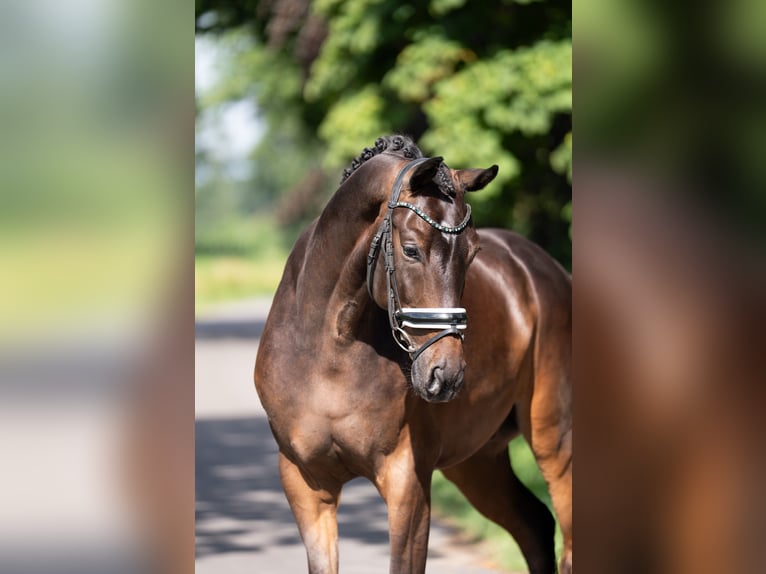KWPN Gelding 5 years 16.3 hh Bay-Dark in Oosterhout