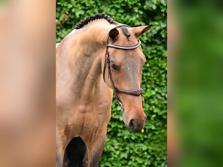 KWPN Gelding 5 years 16.3 hh Bay-Dark in Bladel