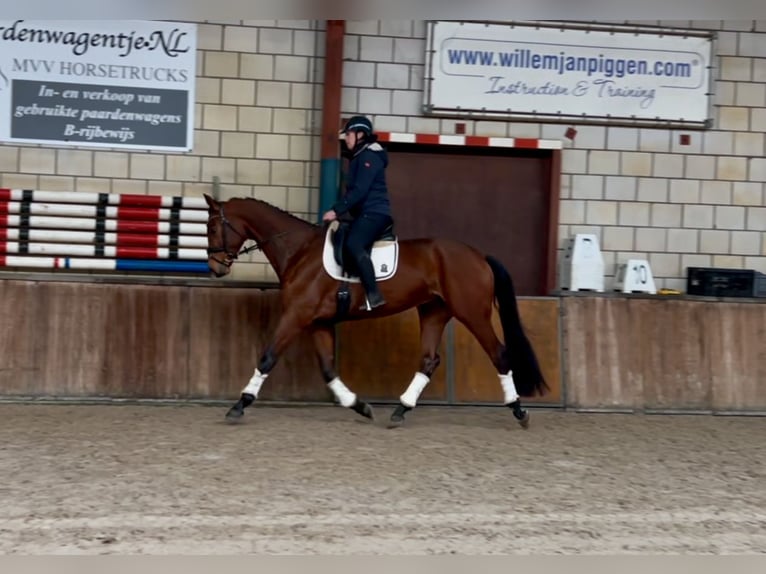 KWPN Gelding 5 years 16,3 hh Brown in Oud Gastel