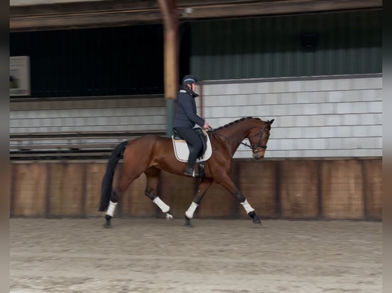 KWPN Gelding 5 years 16,3 hh Brown in Oud Gastel