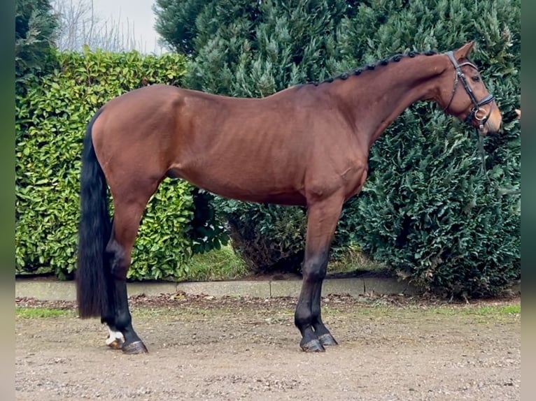 KWPN Gelding 5 years 16,3 hh Brown in Oud Gastel