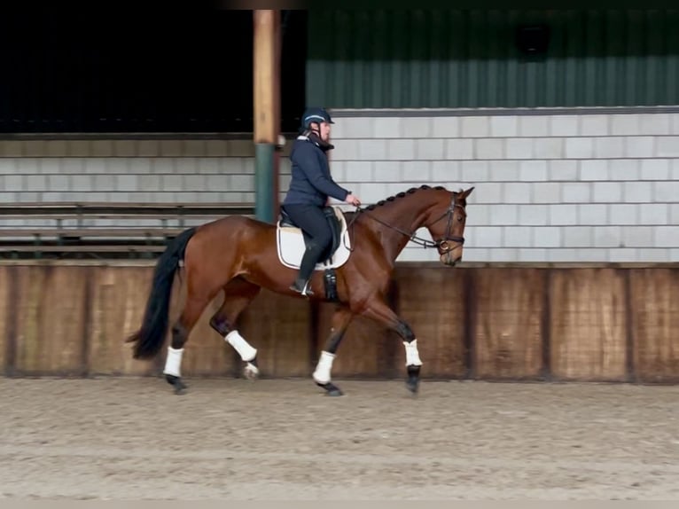 KWPN Gelding 5 years 16,3 hh Brown in Oud Gastel