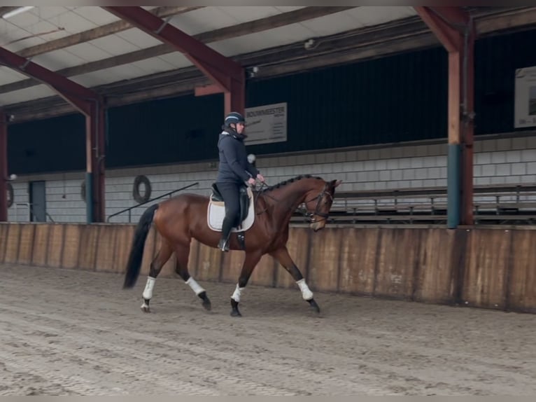 KWPN Gelding 5 years 16,3 hh Brown in Oud Gastel