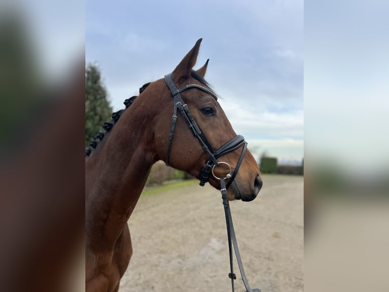 KWPN Gelding 5 years 16,3 hh Brown in Oud Gastel