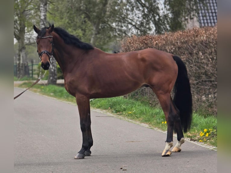 KWPN Gelding 5 years 16.3 hh Brown in Someren