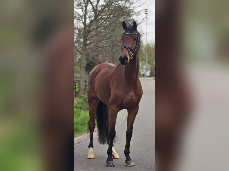 KWPN Gelding 5 years 16.3 hh Brown in Someren
