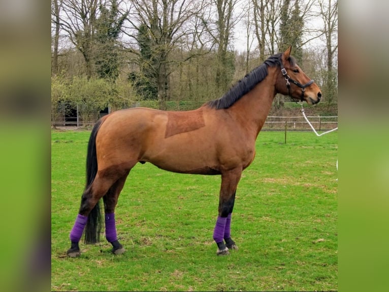 KWPN Gelding 5 years 16,3 hh Brown-Light in Veenendaal