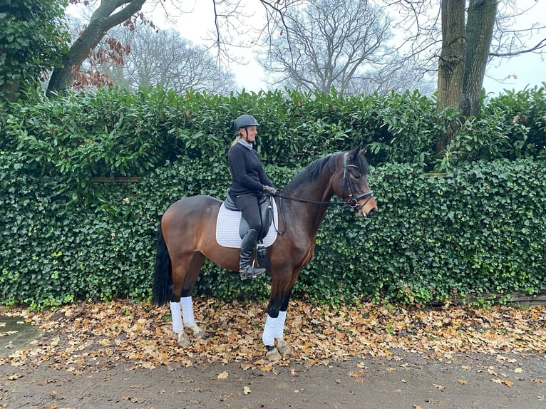 KWPN Gelding 5 years 16 hh Bay-Dark in Hamburg Osdorf