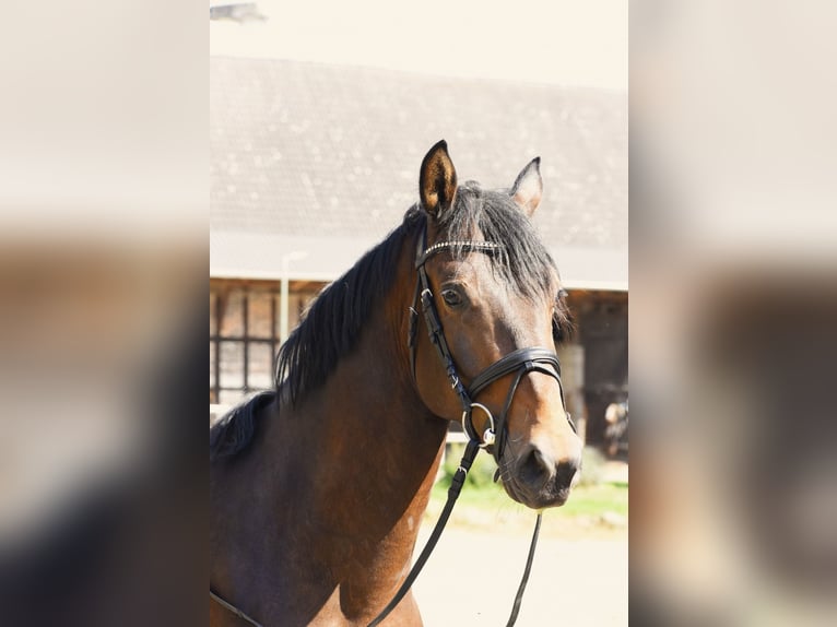 KWPN Gelding 5 years 16 hh Bay-Dark in Nidda