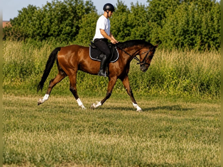 KWPN Mix Gelding 5 years 16 hh Bay in Vinkovci