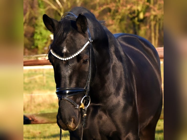 KWPN Gelding 5 years 16 hh Black in Neuss