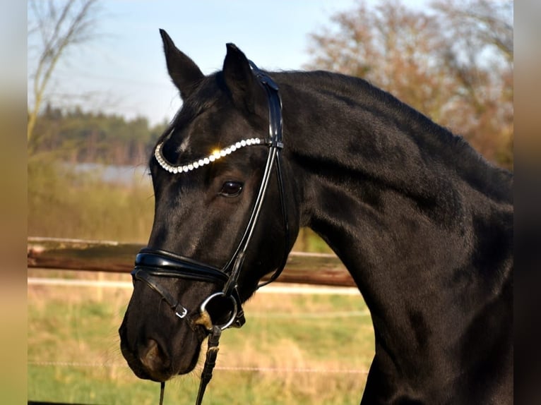 KWPN Gelding 5 years 16 hh Black in Neuss