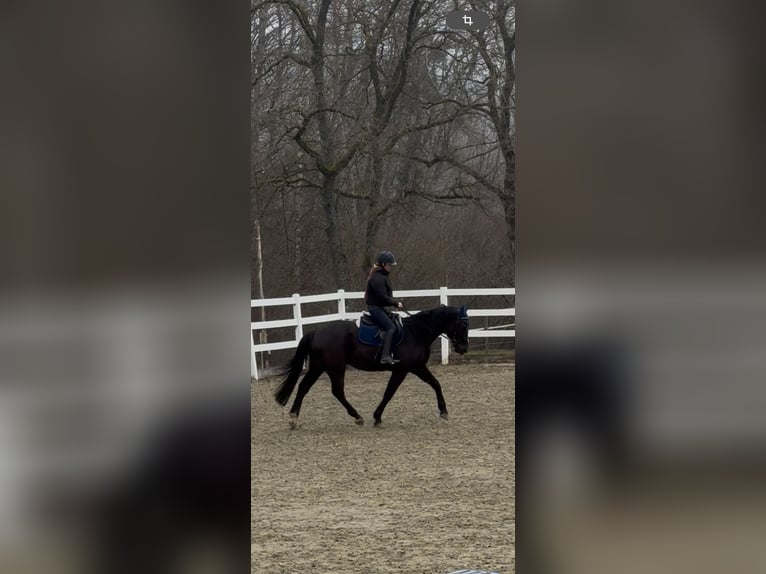 KWPN Gelding 5 years 16 hh Black in Gaienhofen