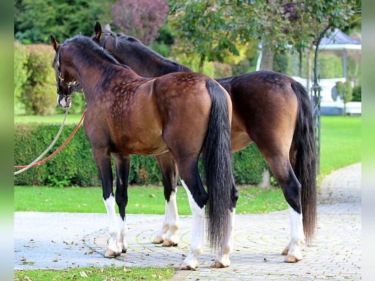 KWPN Gelding 5 years 16 hh Brown in Kamnik