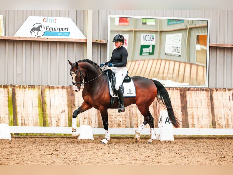 KWPN Gelding 5 years 16 hh Brown in Lathum