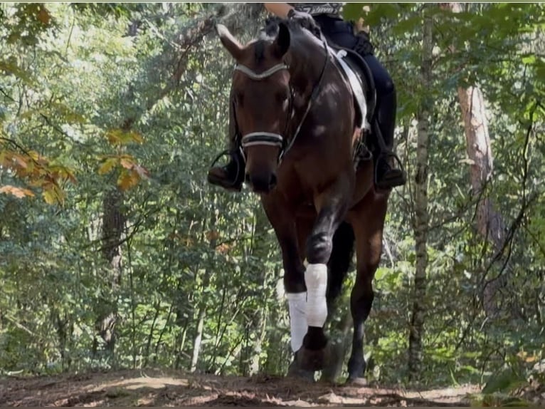 KWPN Gelding 5 years 16 hh Brown in Nettetal