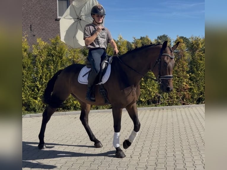 KWPN Gelding 5 years 16 hh Brown in Nettetal