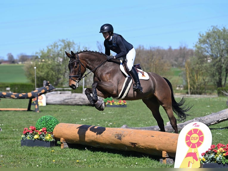 KWPN Gelding 5 years 16 hh Brown in Gomadingen