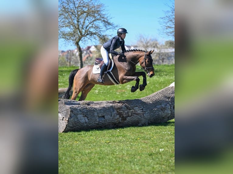 KWPN Gelding 5 years 16 hh Brown in Gomadingen