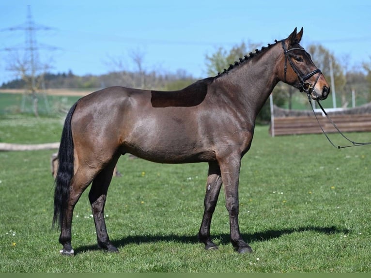 KWPN Gelding 5 years 16 hh Brown in Gomadingen