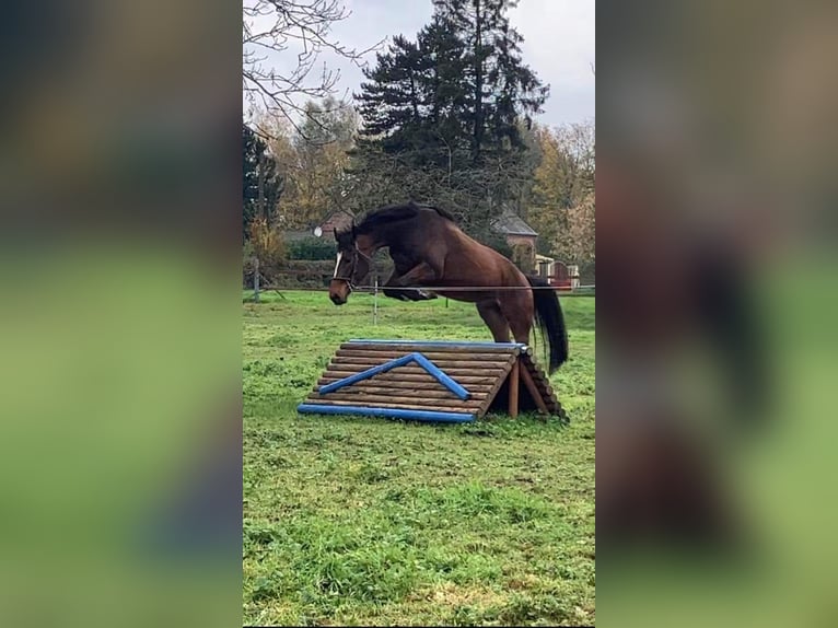 KWPN Gelding 5 years 16 hh Brown in Marly-Gomont