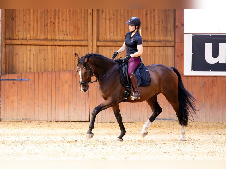 KWPN Gelding 5 years 16 hh Brown in Ballenstedt