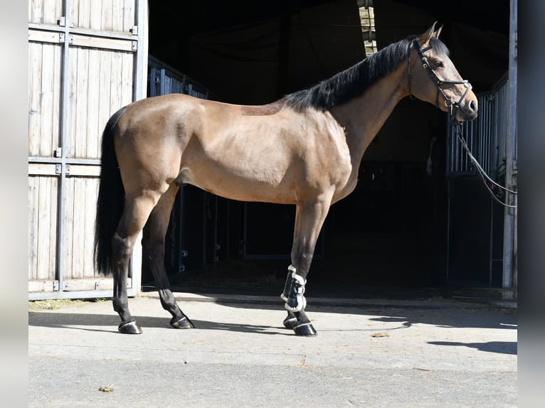 KWPN Gelding 5 years 16 hh Brown in Geilenkirchen