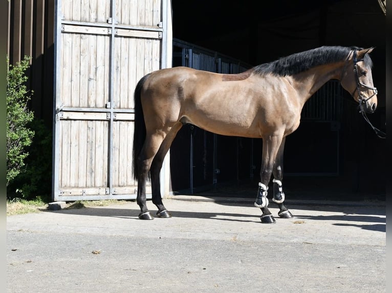 KWPN Gelding 5 years 16 hh Brown in Geilenkirchen