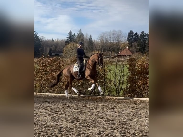 KWPN Gelding 5 years 16 hh Chestnut in Ekolsund