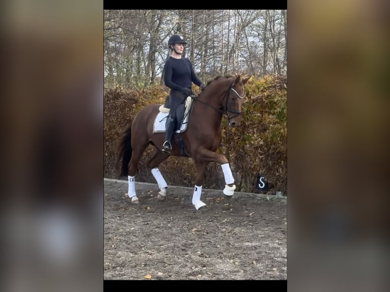 KWPN Gelding 5 years 16 hh Chestnut in Ekolsund