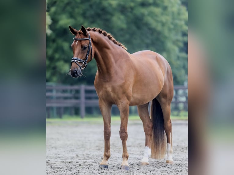 KWPN Gelding 5 years 16 hh Chestnut-Red in Hardinxveld-Giessendam