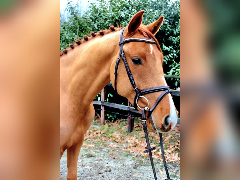 KWPN Gelding 5 years 16 hh Chestnut-Red in Meppen