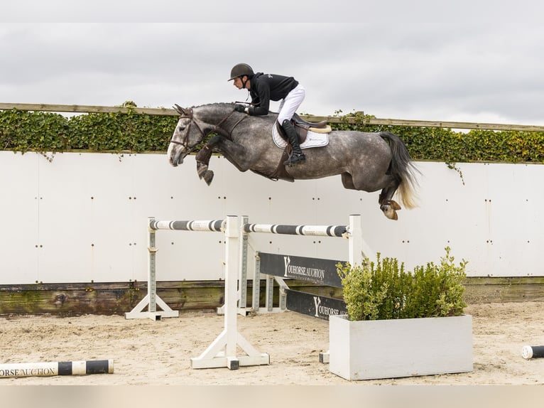 KWPN Gelding 5 years 16 hh Grey in Waddinxveen