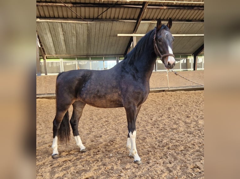 KWPN Gelding 5 years 16,1 hh Bay-Dark in Negernbötel