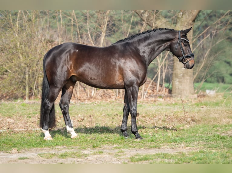 KWPN Gelding 5 years 16,1 hh Bay-Dark in Peer