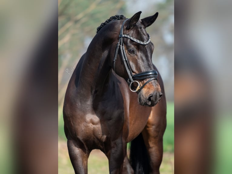 KWPN Gelding 5 years 16,1 hh Bay-Dark in Peer