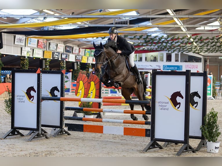 KWPN Gelding 5 years 16,1 hh Bay-Dark in Geesteren