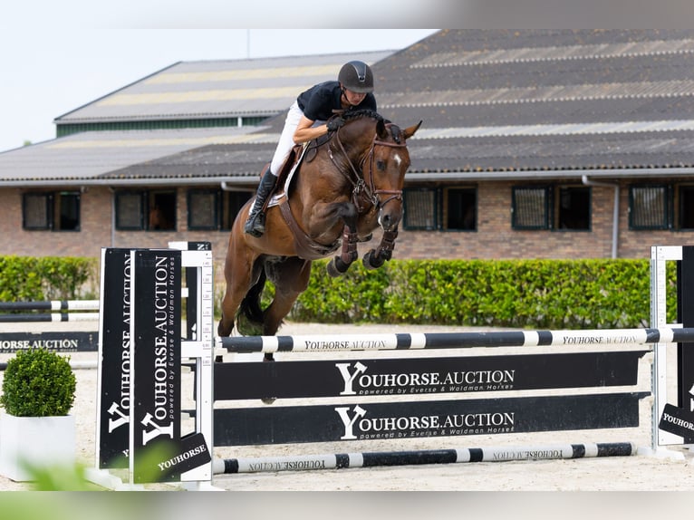 KWPN Gelding 5 years 16,1 hh Bay-Dark in Waddinxveen