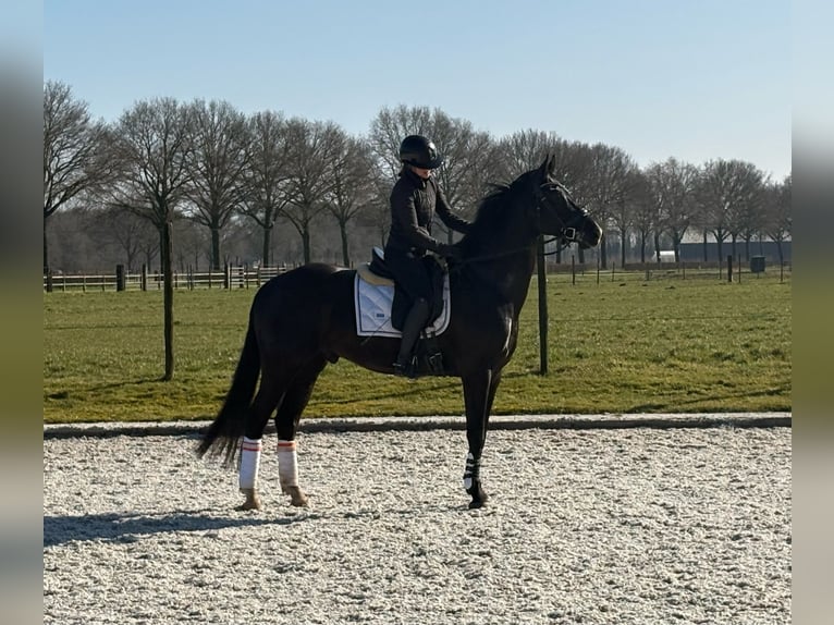 KWPN Gelding 5 years 16,1 hh Black in Hilvarenbeek