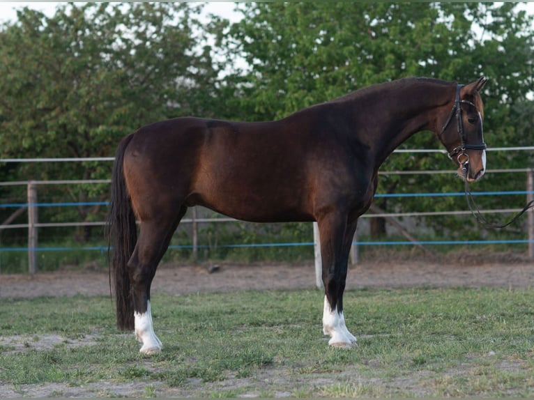 KWPN Gelding 5 years 16,1 hh Brown in Szatymaz