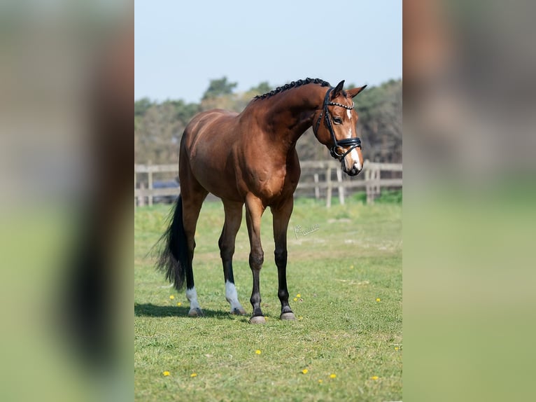 KWPN Gelding 5 years 16,1 hh Brown-Light in Peer