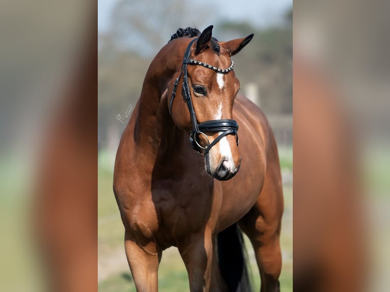 KWPN Gelding 5 years 16,1 hh Brown-Light in Peer