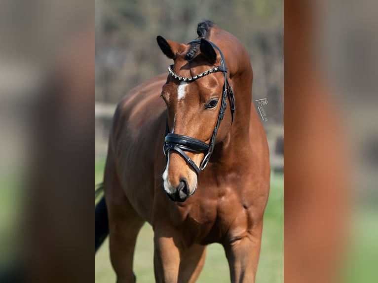 KWPN Gelding 5 years 16,1 hh Brown-Light in Peer