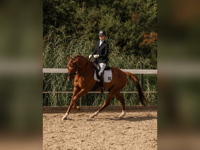 KWPN Gelding 5 years 16,1 hh Chestnut in Woerden