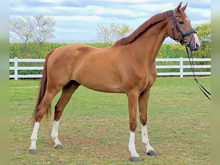 KWPN Gelding 5 years 16,1 hh Chestnut-Red in antwerpen