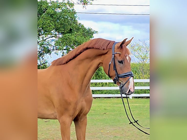 KWPN Gelding 5 years 16,1 hh Chestnut-Red in antwerpen