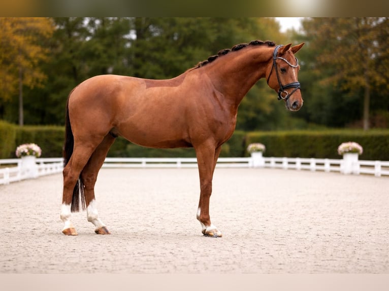 KWPN Gelding 5 years 16,1 hh Chestnut-Red in Neuss