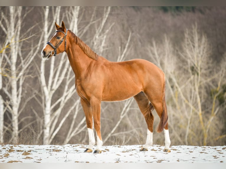 KWPN Gelding 5 years 16,1 hh Chestnut-Red in Poznań