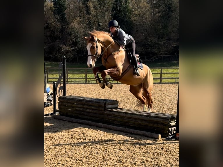 KWPN Gelding 5 years 16,1 hh Chestnut in Folkestone Kent